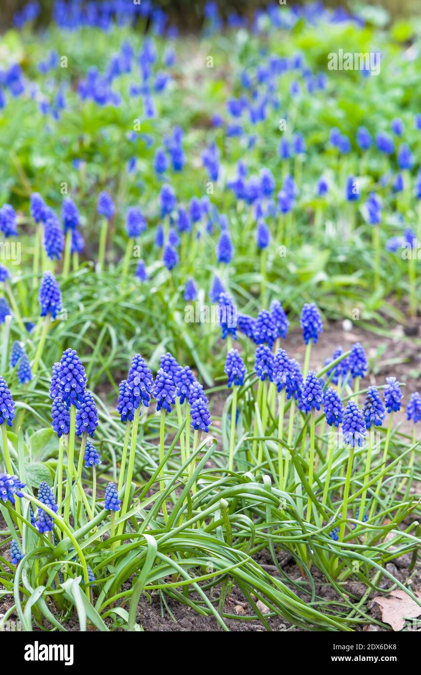 Clumps of blue muscari armeniacum flowers (armenian grape hyacinths) in a garden flowerbed, UK Stock Photo