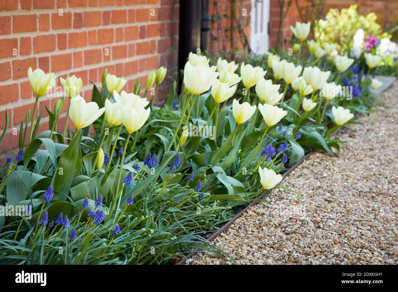Tulips and muscari (grape hyacinth) growing in a garden flowerbed, spring flower bed, UK Stock Photo