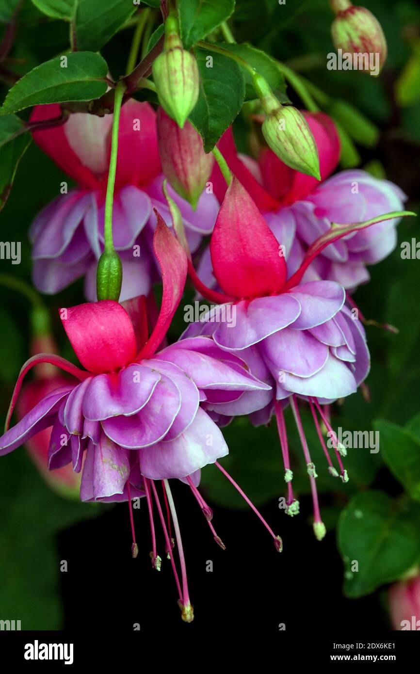 Fuchsia Lady's eardrops Fuchsia 'Blue Eyes' Stock Photo