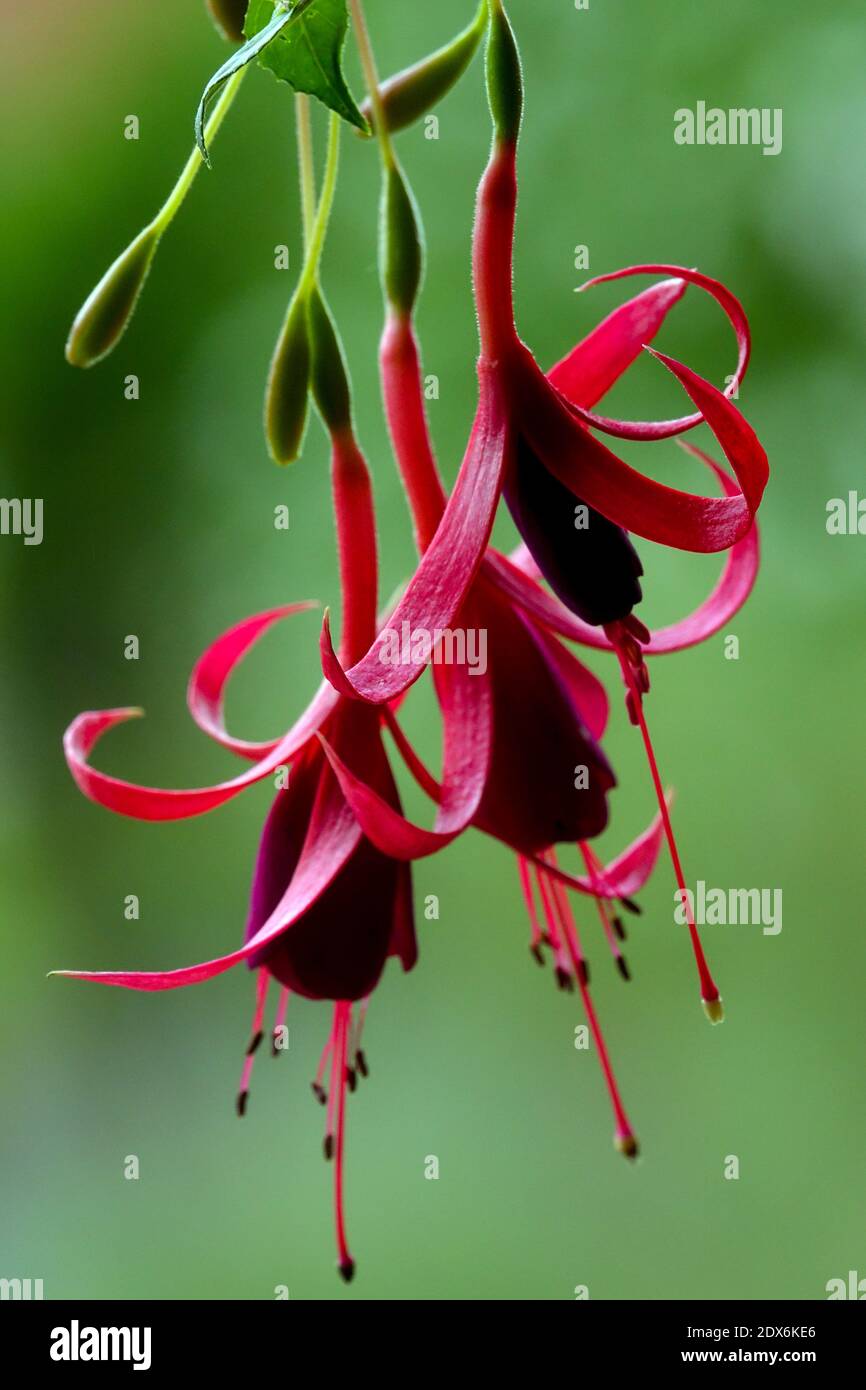 Fuchsia magellanica red flowers hanging Stock Photo