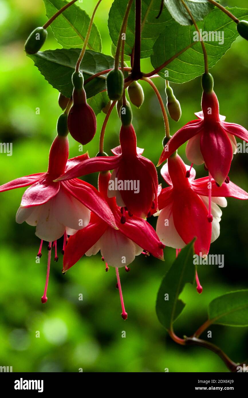 Red and white Fuchsia flowers hanging Stock Photo