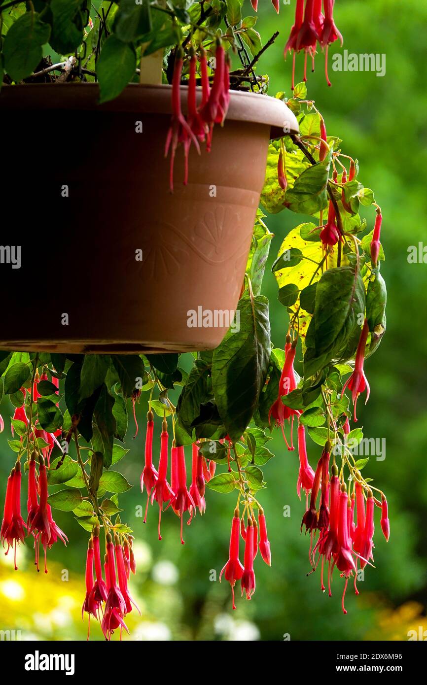 Fuchsias hanging basket plants hires stock photography and images Alamy