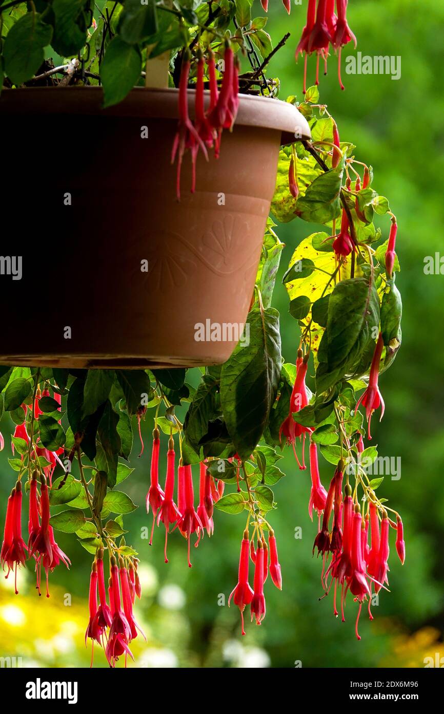 Fuchsias hanging basket plants Stock Photo