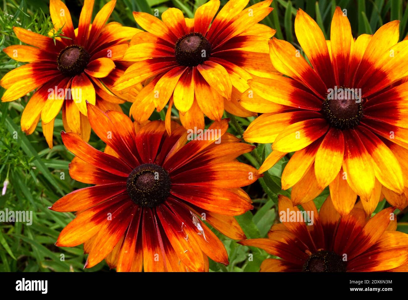 Fall Rudbeckia Rudbeckia hirta 'Autumn Colours', Black eyed susan Stock Photo - Alamy