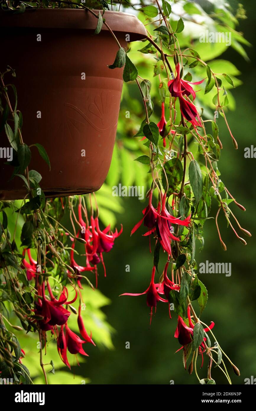 Fuchsia hanging basket garden plant in pot Stock Photo