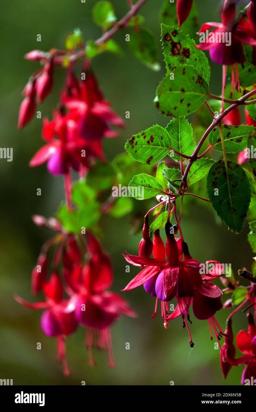Fuchsia magellanica Ladys eardrops Red Hardy flowers Hanging fuchsias Stock Photo