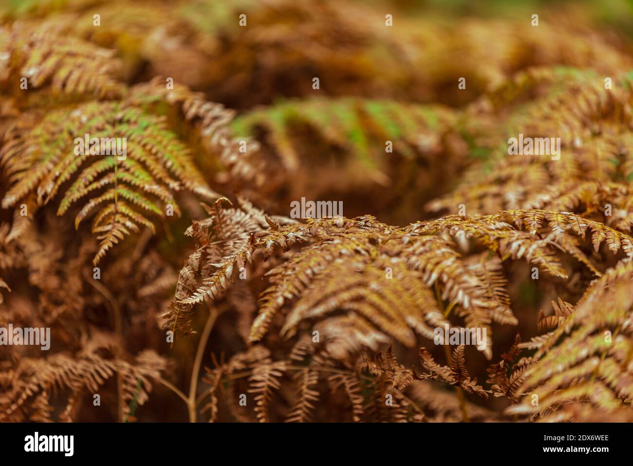fern leaves brown and green next to each other under the branches of forest trees Stock Photo