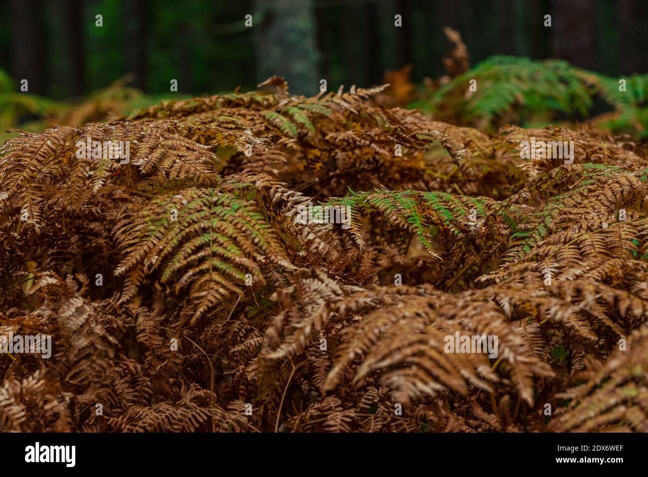 fern leaves brown and green next to each other under the branches of forest trees Stock Photo