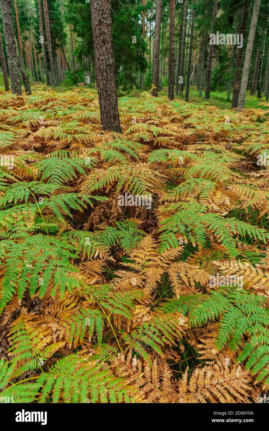 fern leaves brown and green next to each other under the branches of forest trees Stock Photo