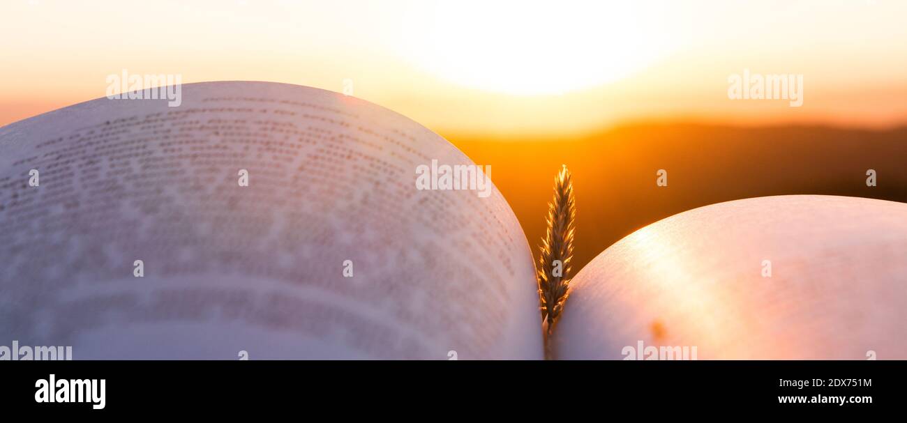 Open book under sunlight outdoors with wheat spike. Education and wisdom concept. Going out into nature to disconnect as a source of inspiration. Stock Photo