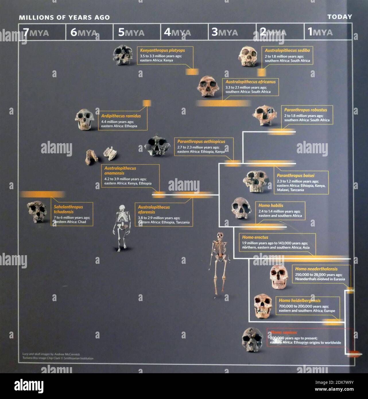 human evolutionary timeline