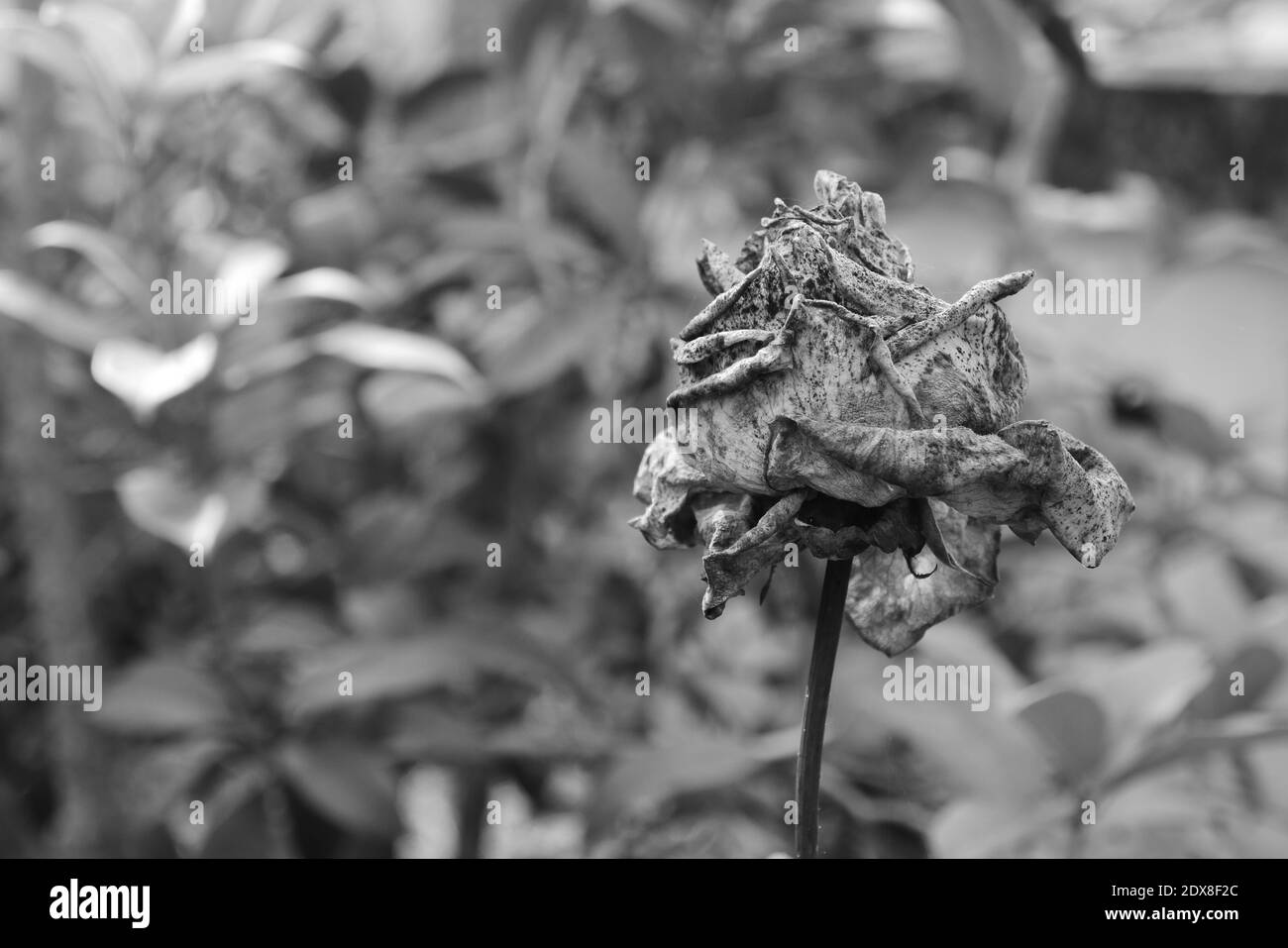 Dead rose Black and White Stock Photos & Images - Alamy
