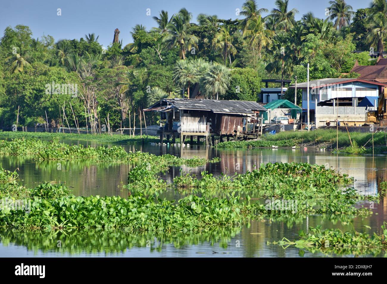 Thai houses on Nakhon Chai Si river, Thailand. Green water hyacinth floating on the river and coconut trees in the background. Stock Photo