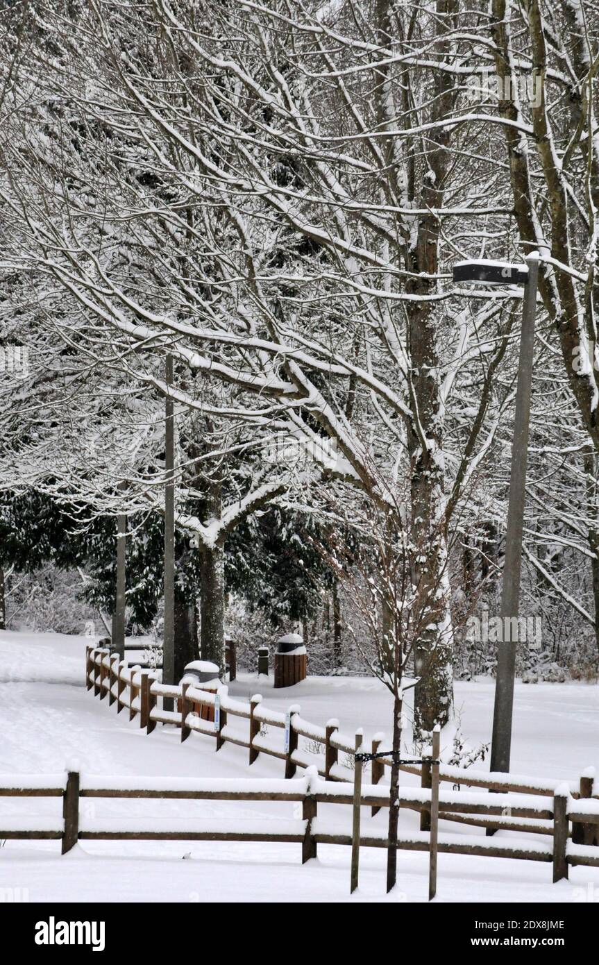 Winter snow-covered trees at Grass lawn park in Redmond, WA, Pacific Northwest, USA Stock Photo