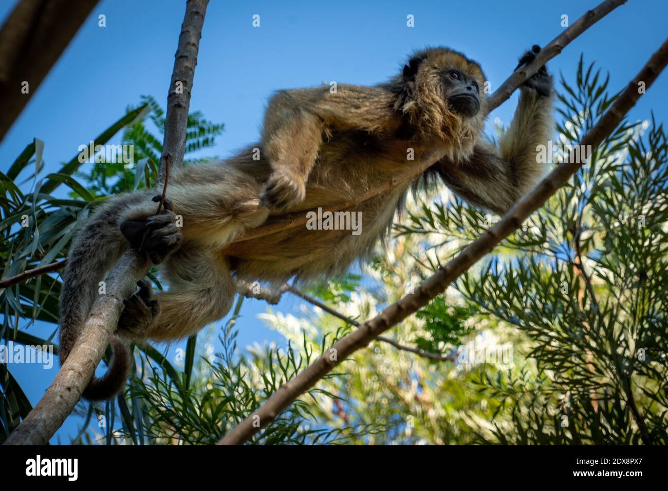 Mono Carayá, a native of South America. in the wild and natural state Stock  Photo - Alamy