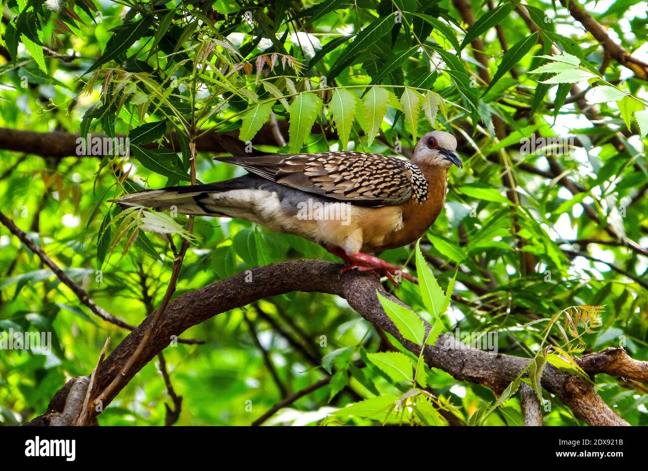 Bird Perching On A Tree Stock Photo - Alamy