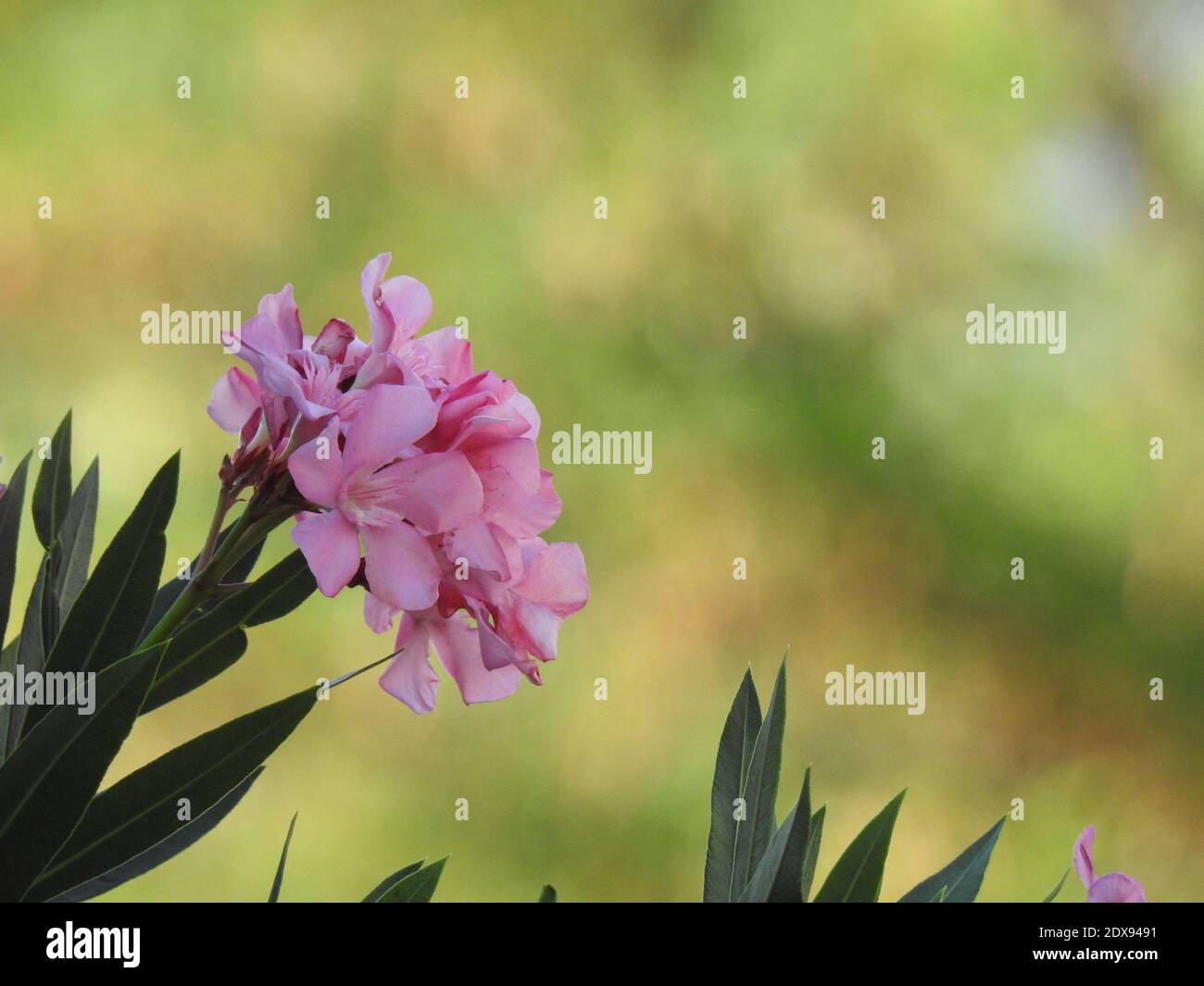 Mula mula flower hi-res stock photography and images - Alamy