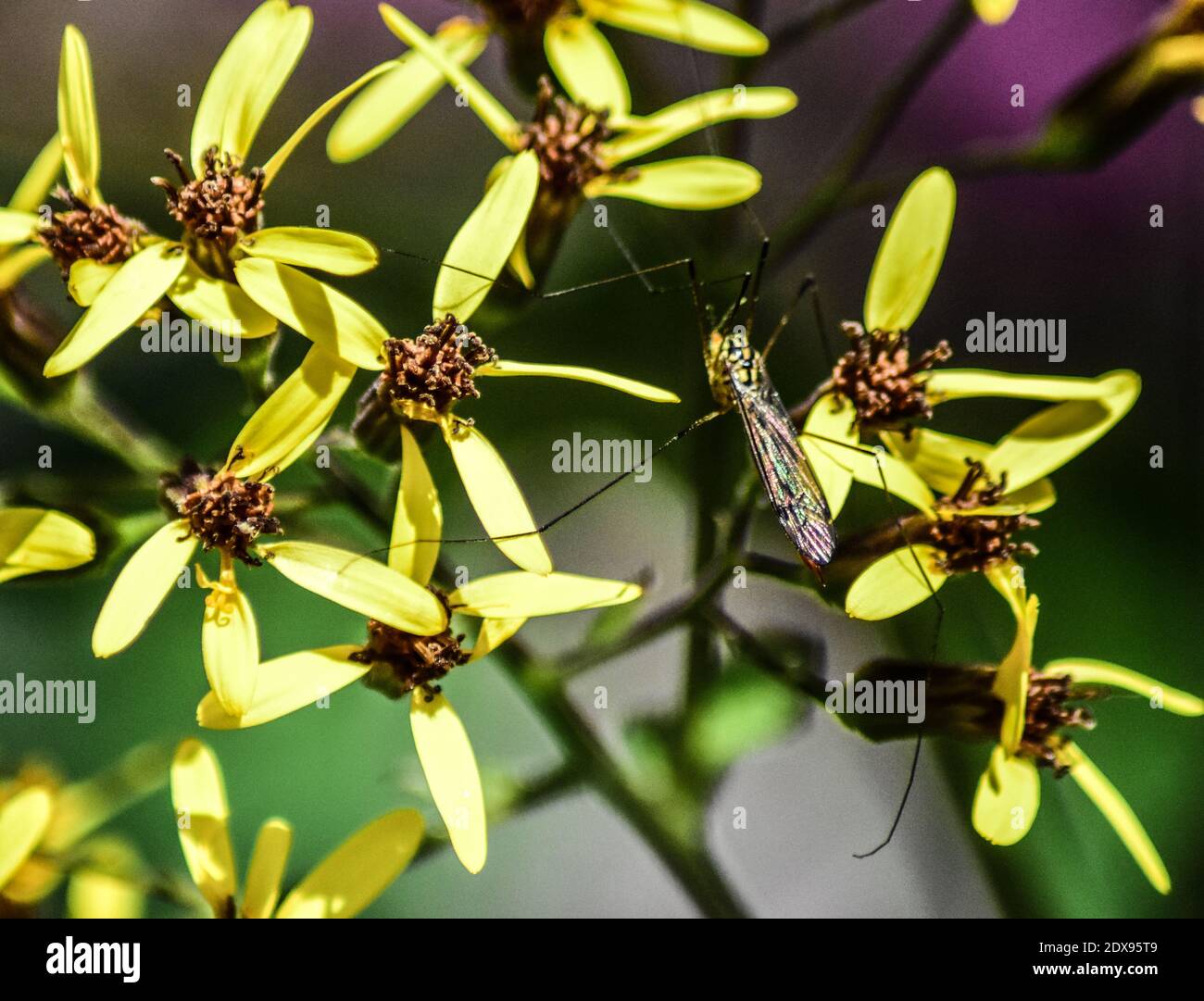 Mosquito flower pollination hires stock photography and images Alamy