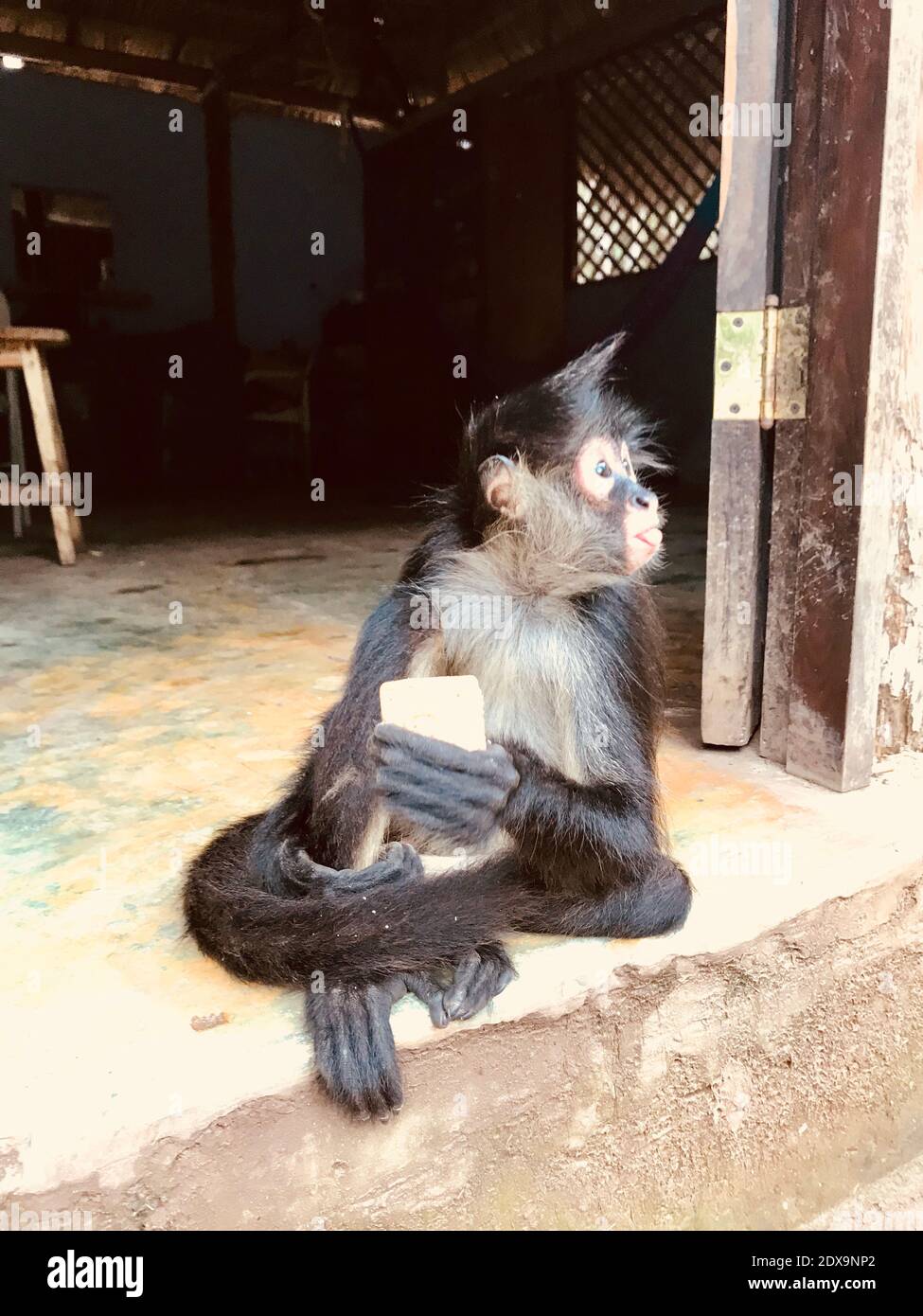 Monkey Sticking Out Tongue Stock Photo Alamy