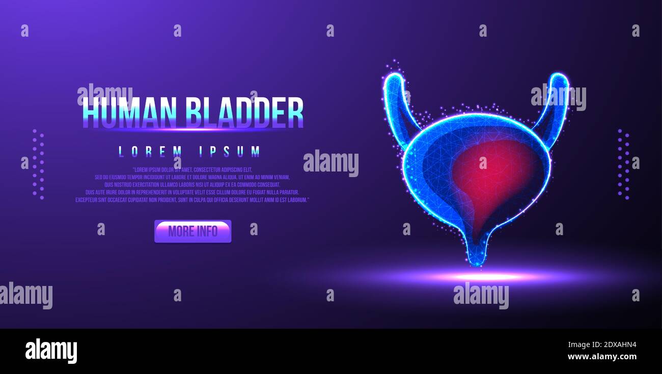 human bladder low poly wireframe vector illustration Stock Vector