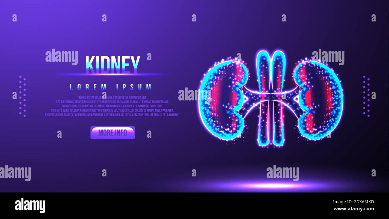 kidney, human anatomy, low poly wireframe vector illustration Stock Vector