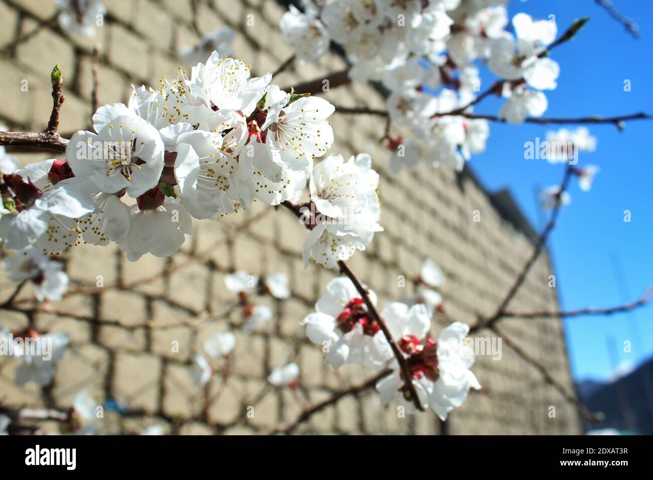 Apricot Tree Branches With A Blooming Apricot Flowers In The Month Of April Stock Photo Alamy
