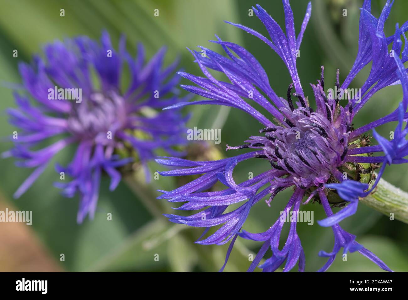 Perennial cornflowers centaurea montana hires stock photography and
