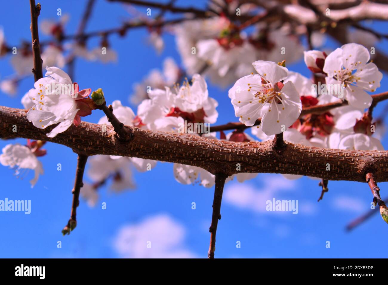 Apricot Tree Branches With A Blooming Apricot Flowers In The Month Of April Stock Photo Alamy