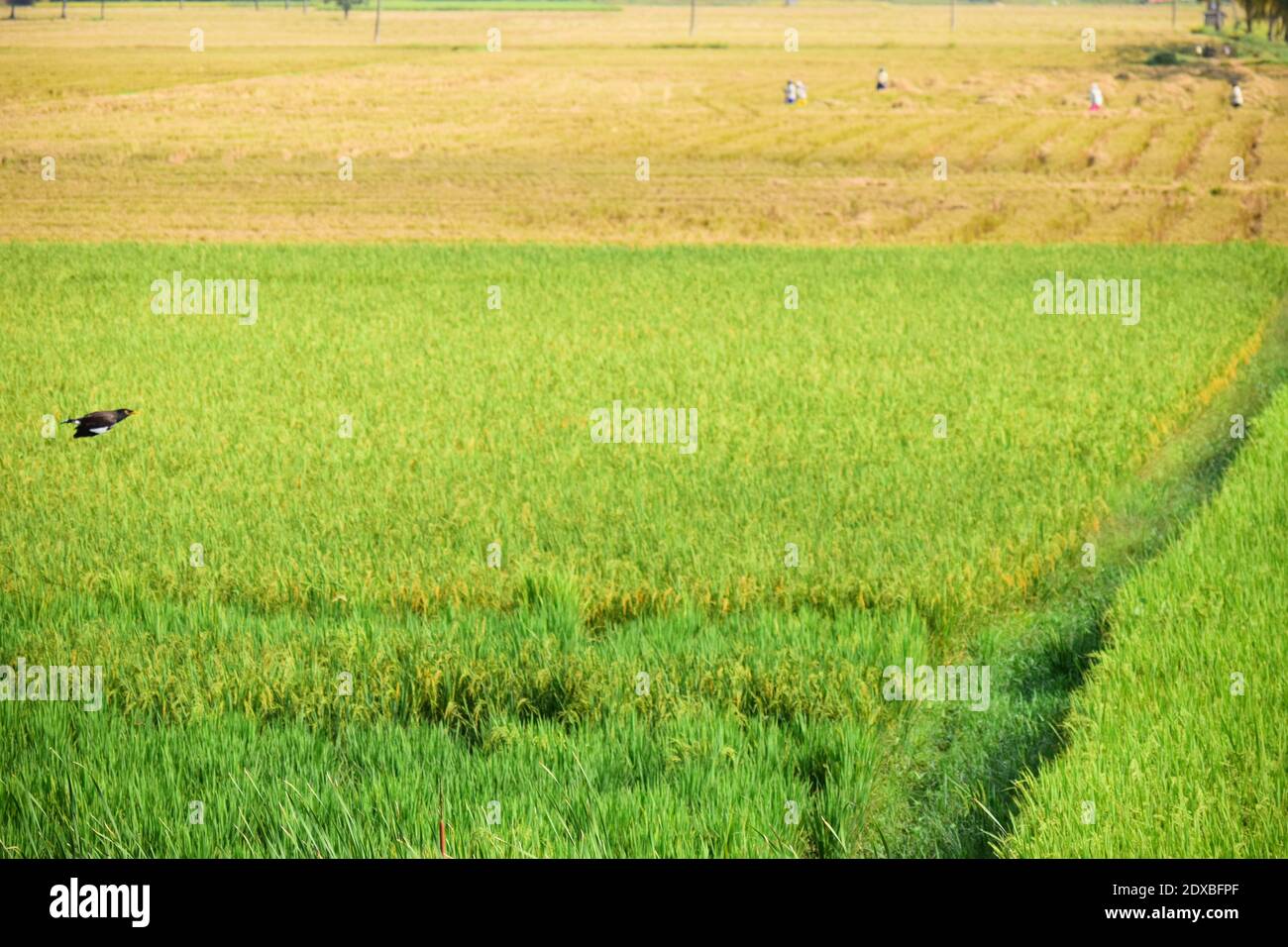 Scenic View Of Agricultural Field Stock Photo