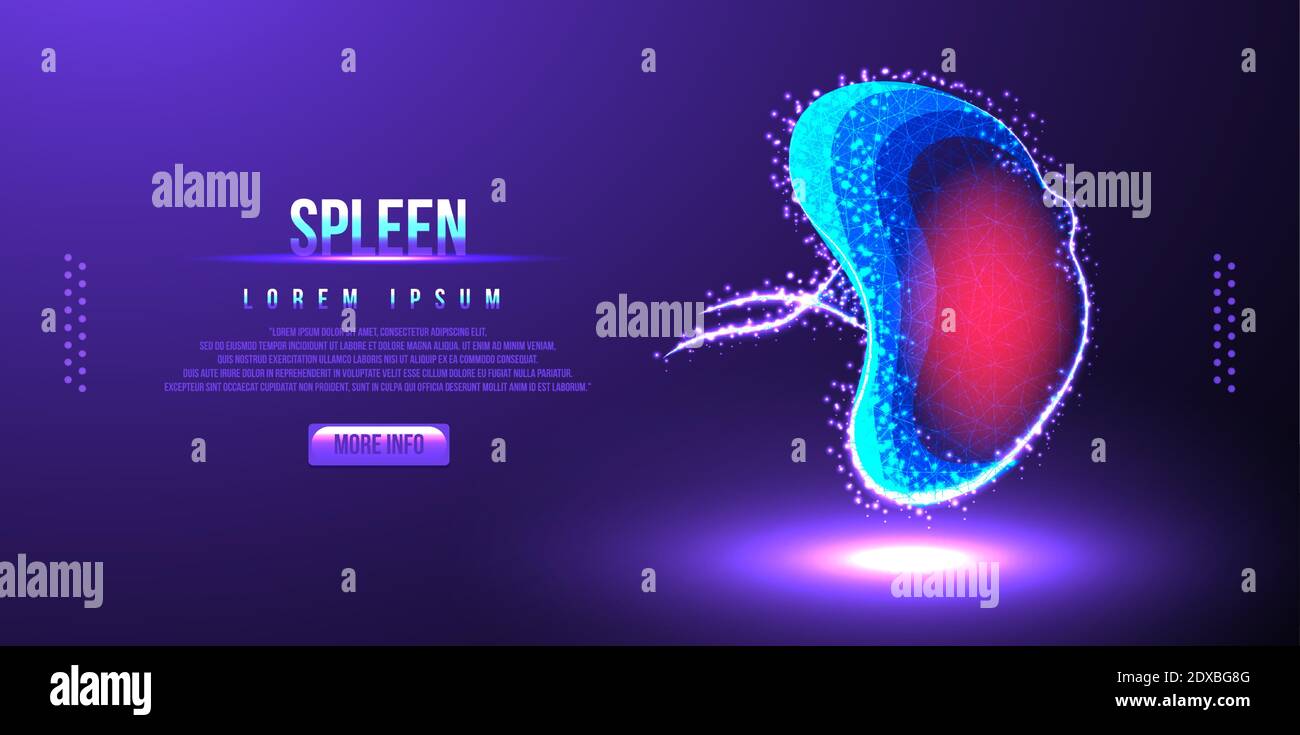 human spleen low poly wireframe vector illustration Stock Vector