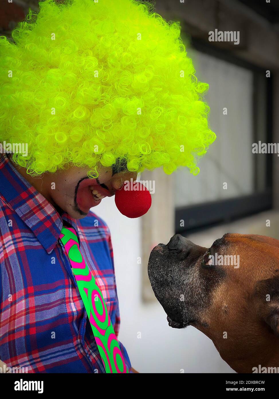 Download Dog Dressed As Clown High Resolution Stock Photography And Images Alamy