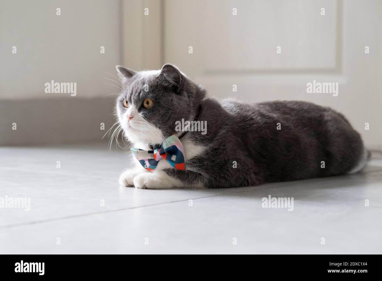 Cute kitten lying on the floor Stock Photo - Alamy