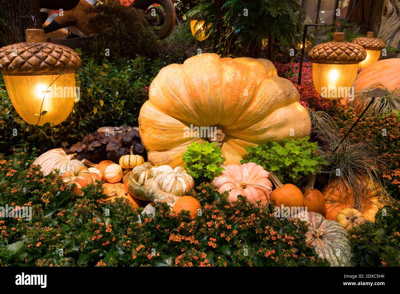 2020 Thanksgiving Decorations, Bellagio Conservatory & Botanical Gardens, Las Vegas, USA Stock Photo