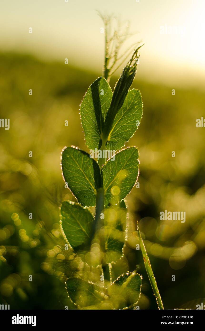 Close-up Of Plant Leaves Stock Photo