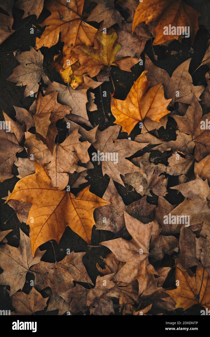Orange maple leaves fallen on footpath during autumn Stock Photo