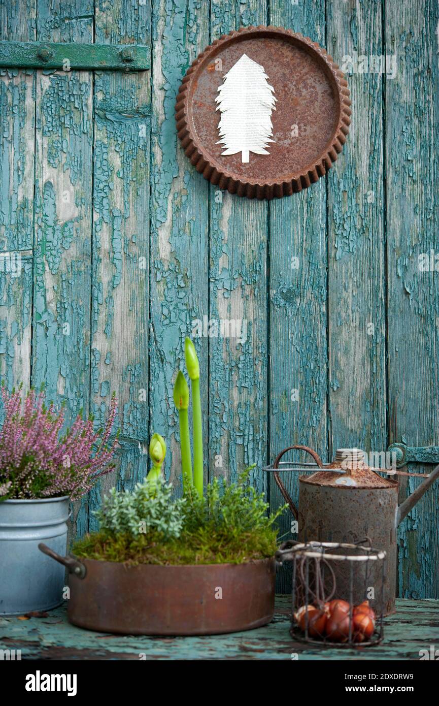 Plants growing in metal pots in front of old wooden wall with peeling off paint Stock Photo