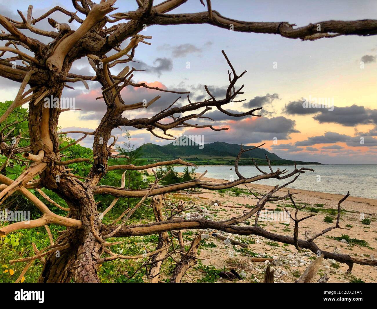 View Of Tree By Sea Against Sky Stock Photo