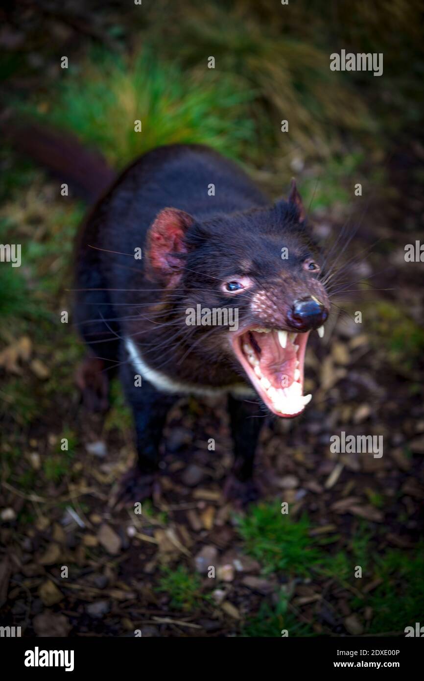 Angry Tasmanian Devil
