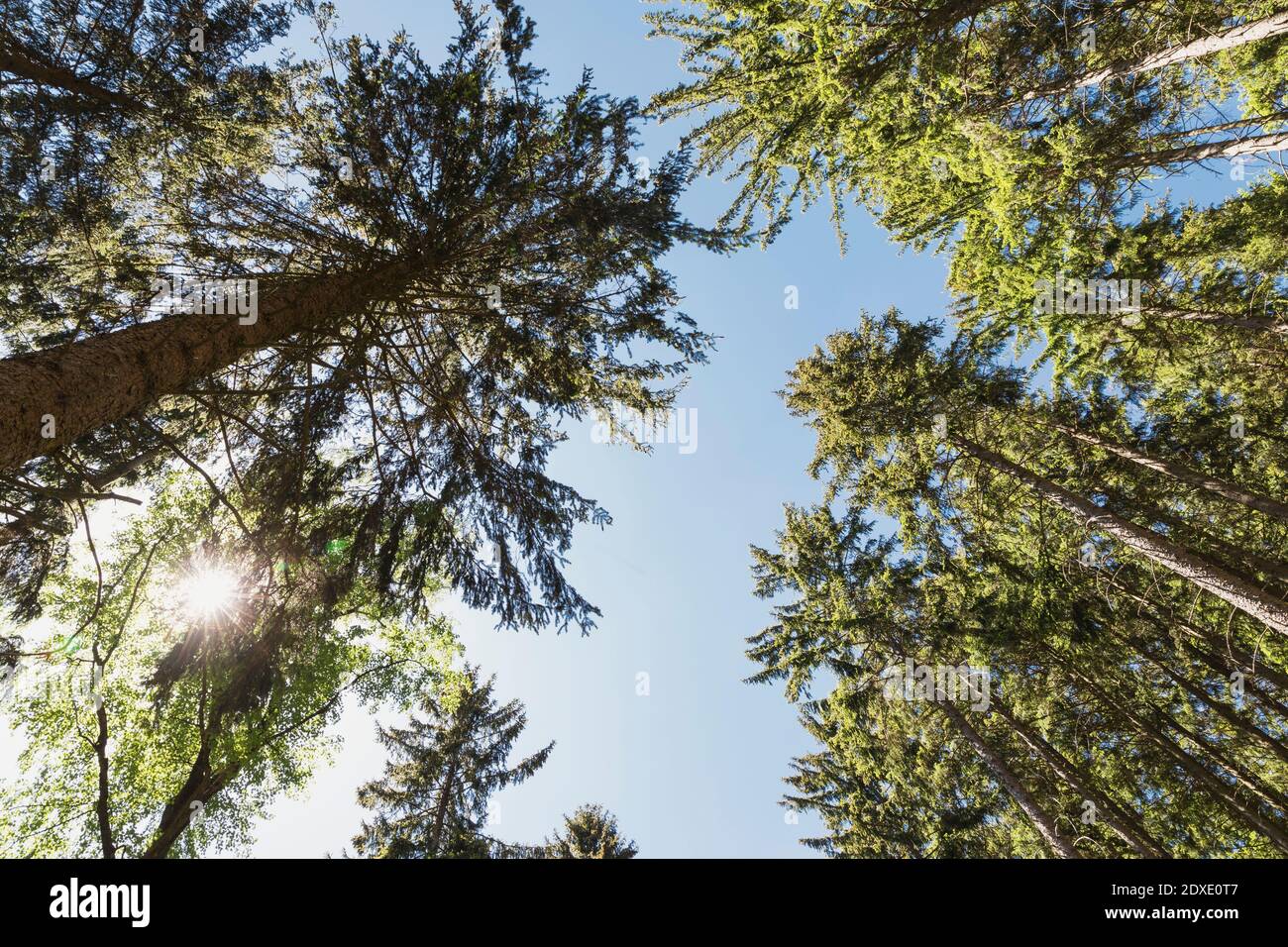 Sun shining over canopies of spruce trees in Thuringian Forest Stock Photo