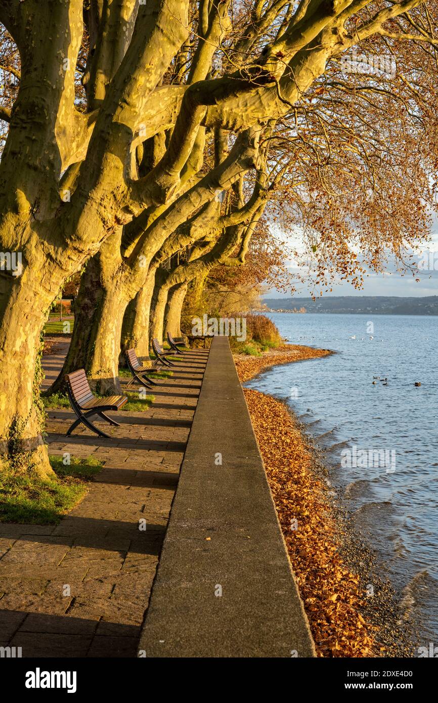 Germany, Baden-Wurttemberg, Radolfzell, Shore of Mettnaupark in autumn Stock Photo