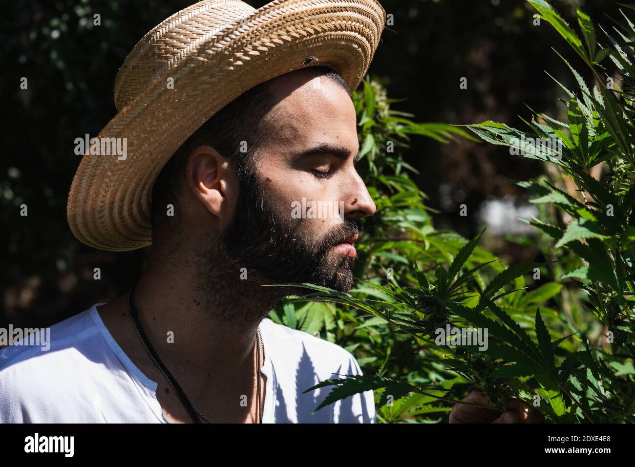 Young male farmer smelling marijuana plant in farm on sunny day Stock Photo