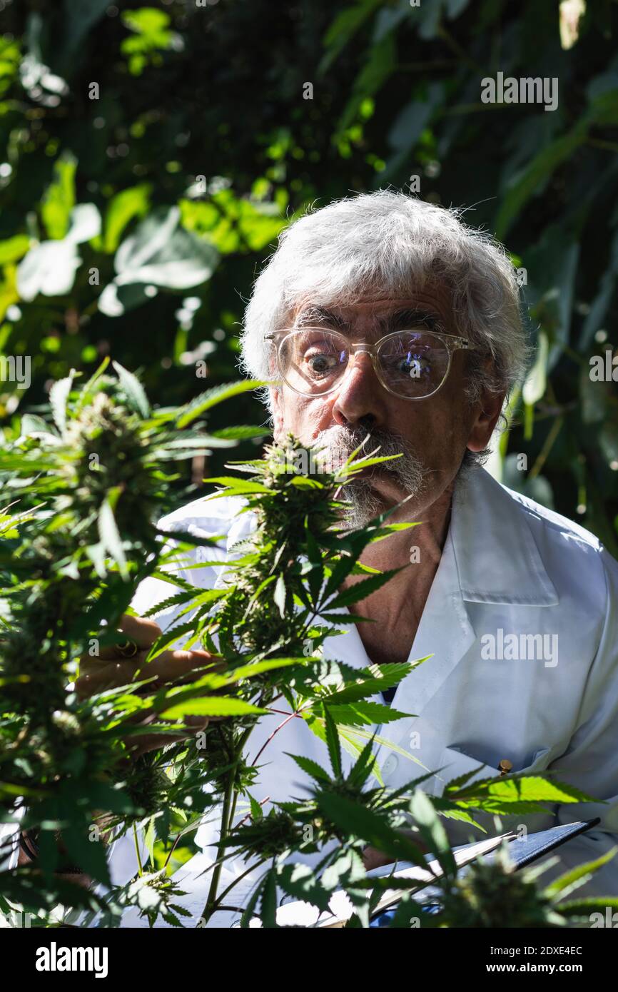 Mature scientist smelling marijuana plant at farm Stock Photo