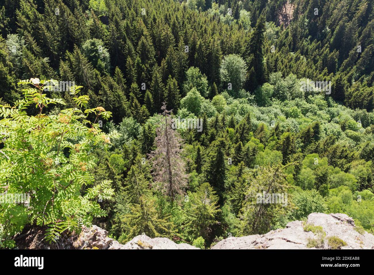 Green spruce trees of Thuringian Forest Stock Photo