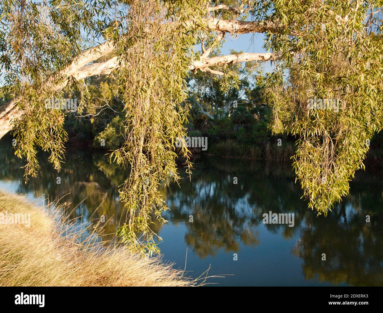 Paperbark (Melaleuca lasiandra) overhanging Crossing Pool., Millstream Chichester National Park, Western Australia Stock Photo
