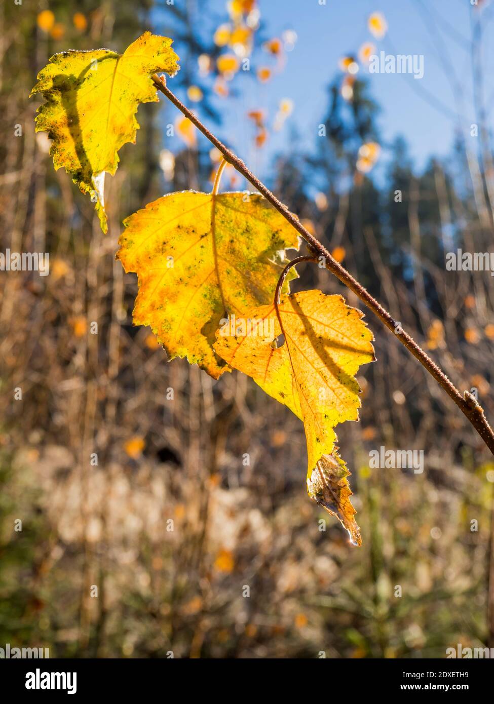 Branch with yellow autumn leaves Stock Photo - Alamy