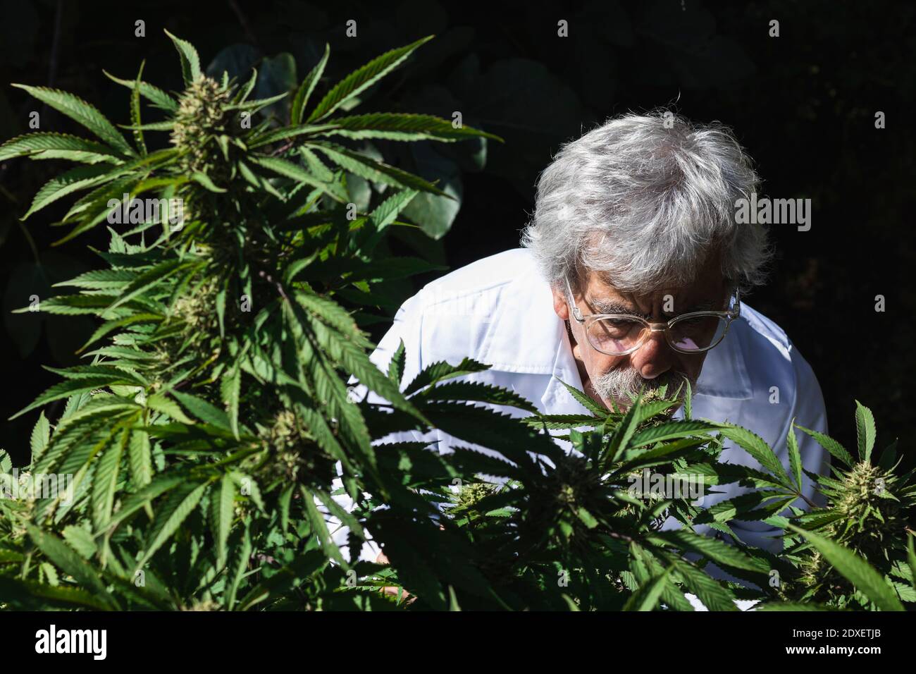 Male ecologist smelling marijuana plant at farm Stock Photo