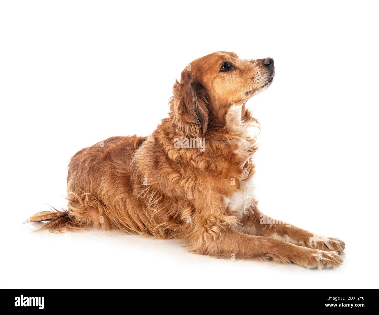 brittany spaniel in front of white background Stock Photo - Alamy
