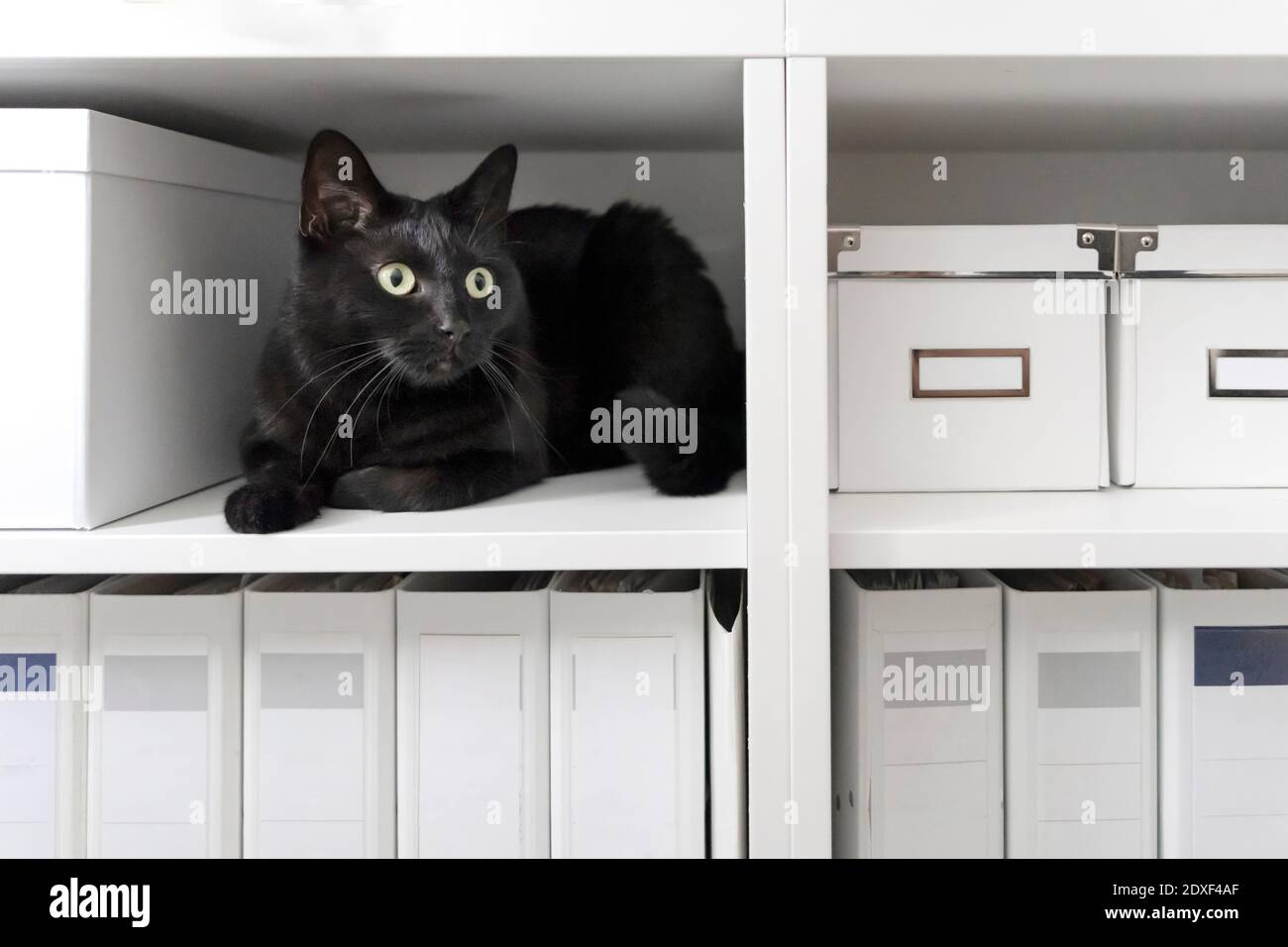 Portrait of black cat relaxing on bookshelf Stock Photo