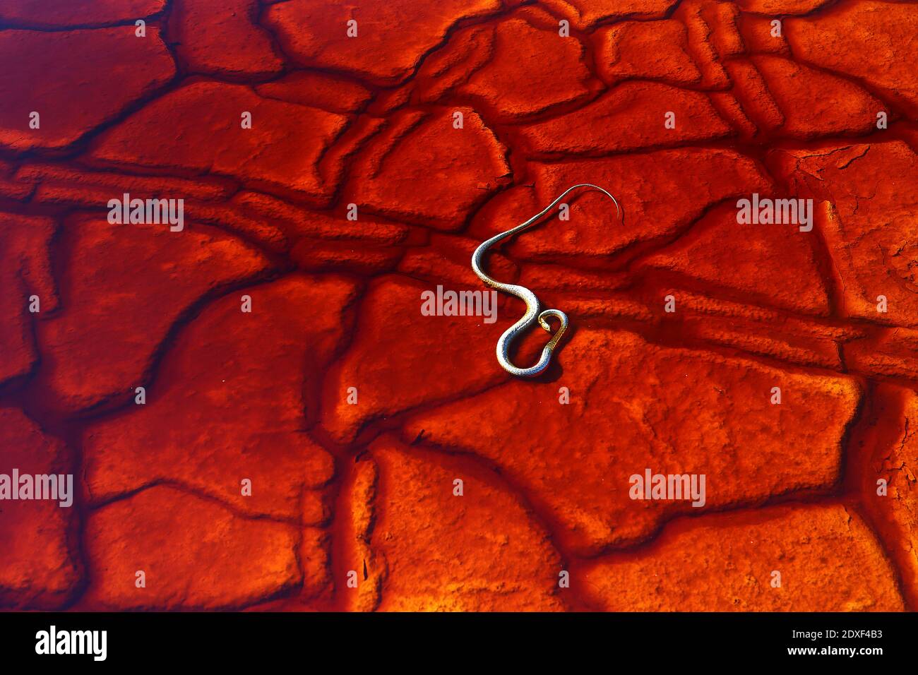 Snake of red cracked riverbed Stock Photo