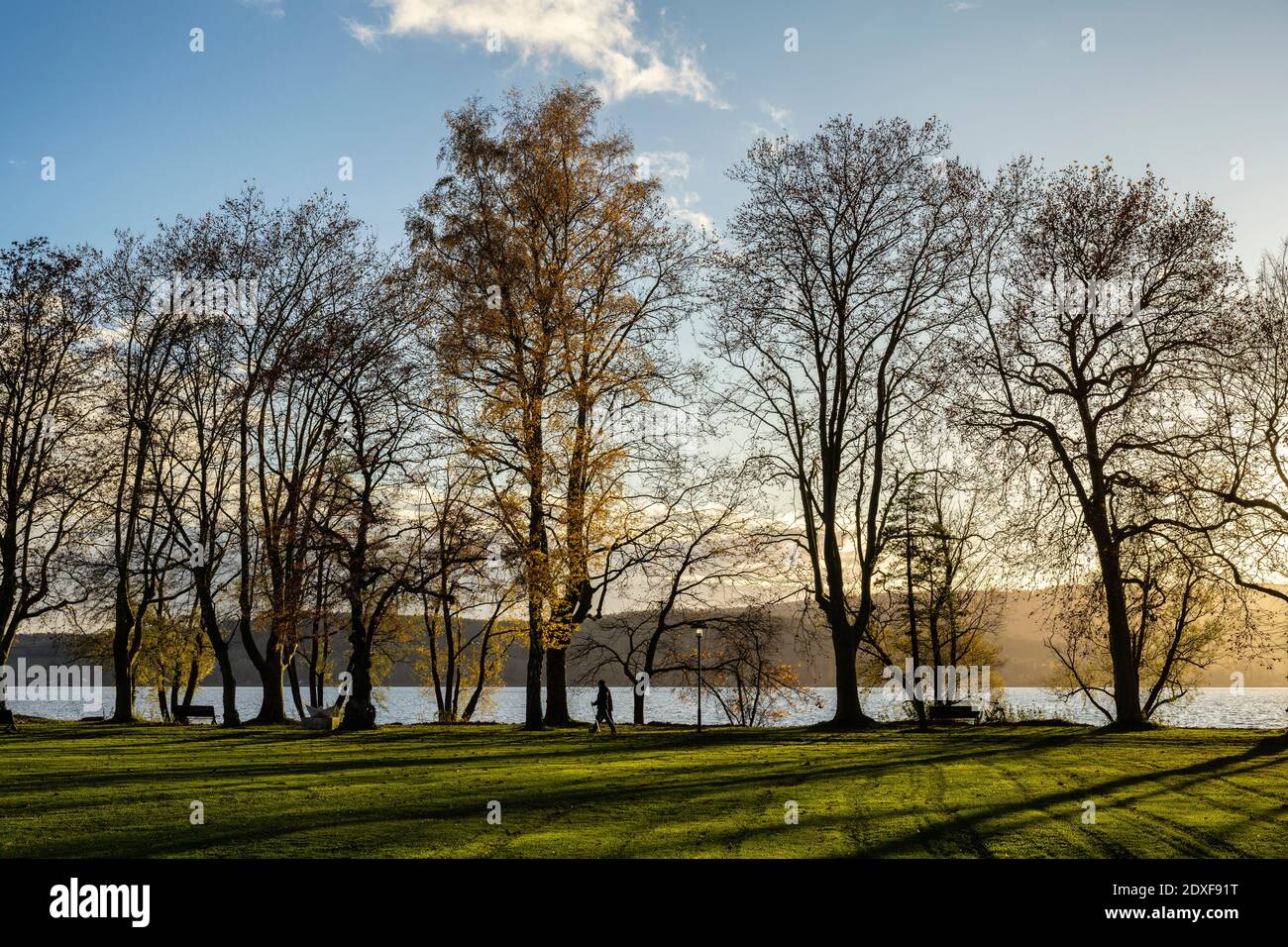Germany, Baden-Wurttemberg, Radolfzell, Trees growing along lakeshore of Mettnaupark in autumn Stock Photo